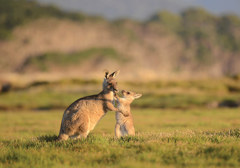 Två söta kängururs på Kangaroo Island. 