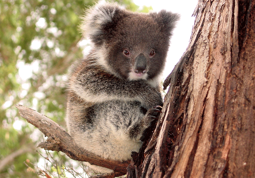 Söta koalor hälsar vi på när vi är på Kangaroo Island.