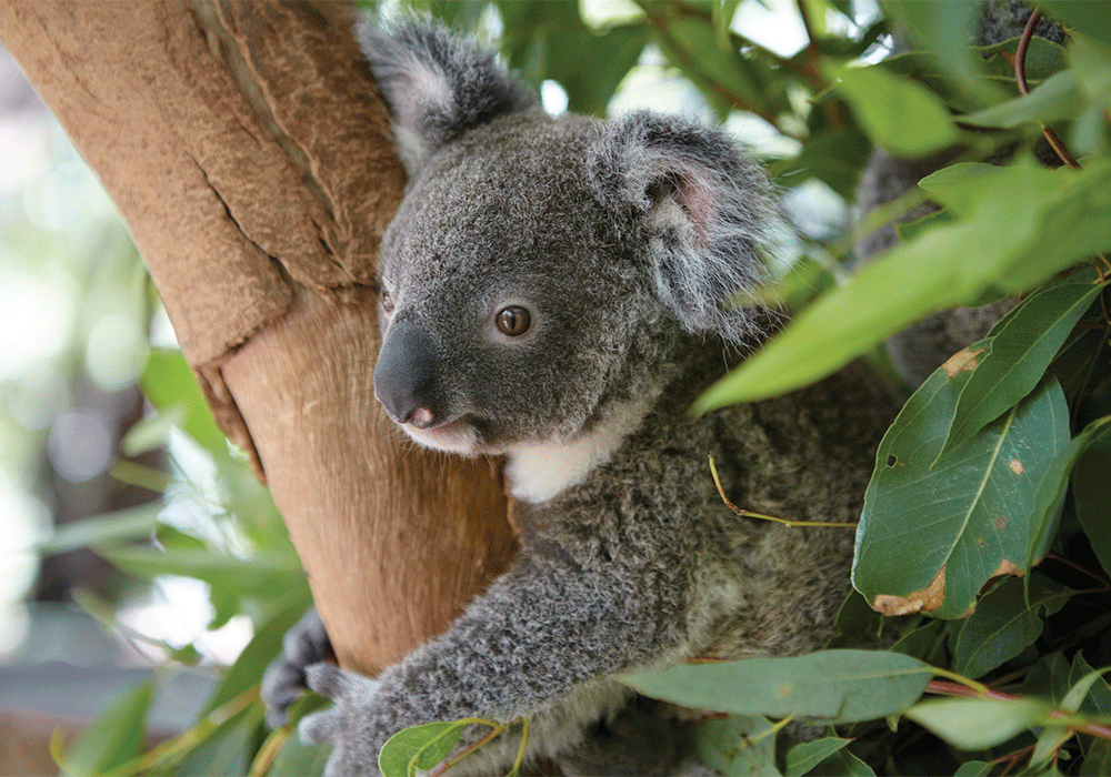 Söta små koalor besöker vi på Kangaroo Island.