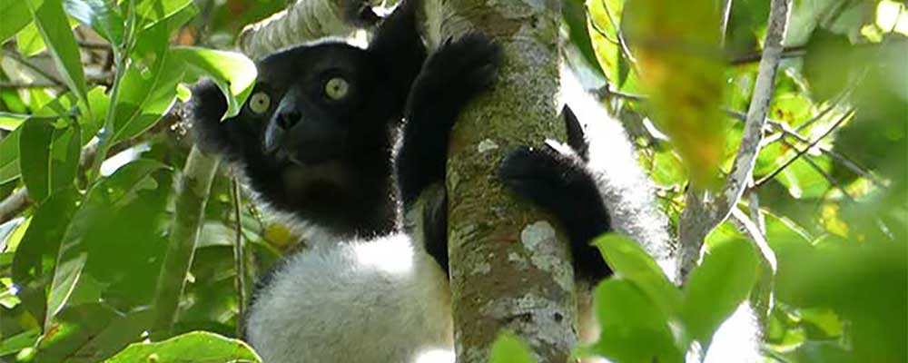 Madagaskars exotiska djurliv