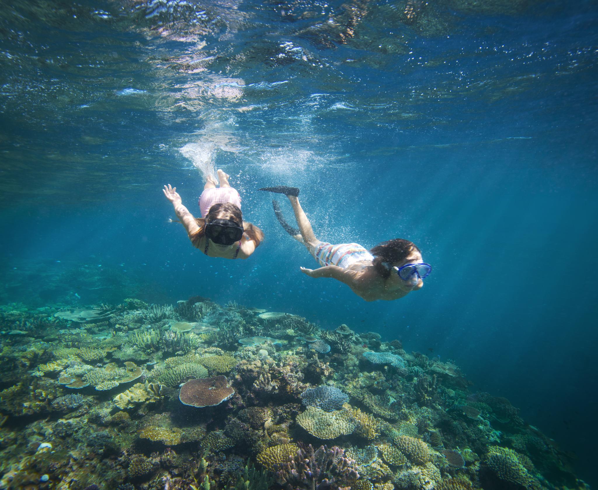 Fijis undervattenliv är fullt av liv och färger