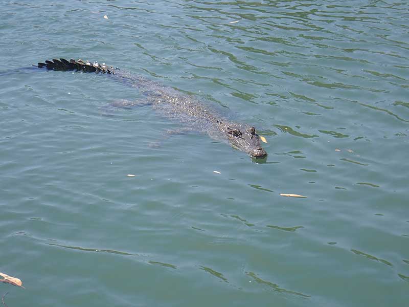 Krokodil i vatten