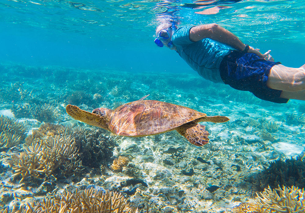 Brisbane.  BIld; Tourism Australia. . Simma med havssköldpaddor: