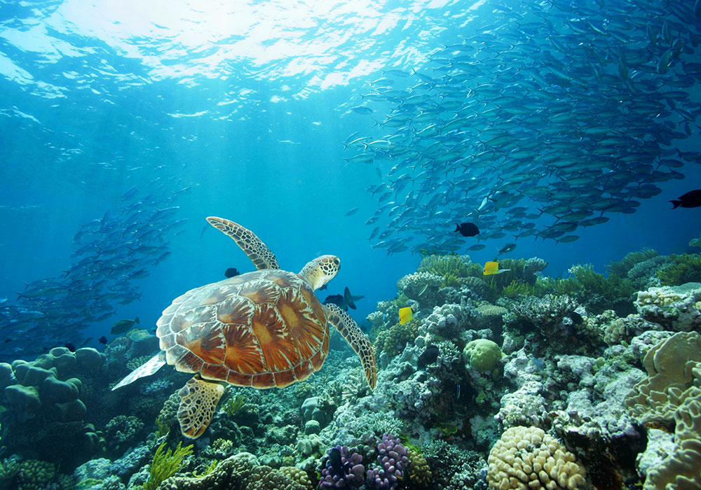 Sea Turtle, Great Barrier Reef, QLD. Bild: Tourism Port Douglas and Daintree