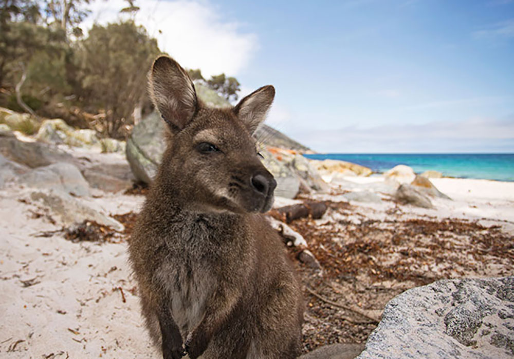 Kangaroo i Freycinet. Bild: Tourism australia