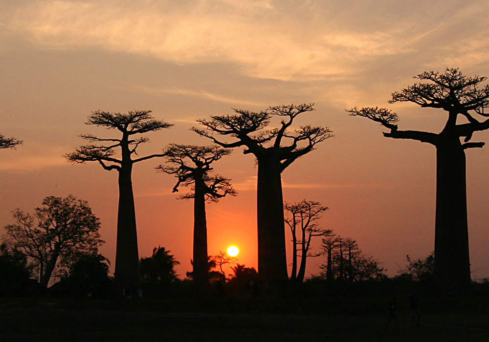 Madagaskar. Baobab Allee Madagaskar AStock