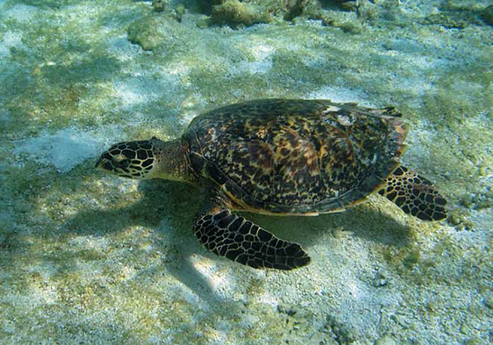 Maliverna. Maldives turtle