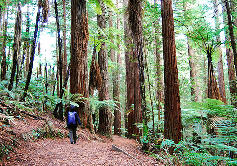  Redwood Forest Rotorua.