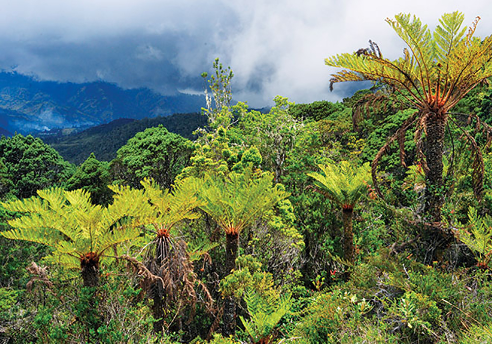 Papua nya guinea landscape