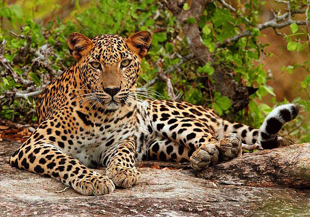 En stilig leopard i nationalparken Yala, Sri Lanka